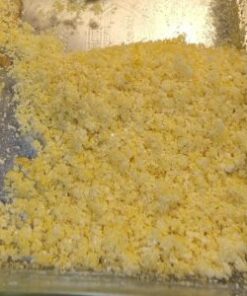 5-MeO-DMT Retreat Cost