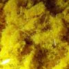 5 BR DMT